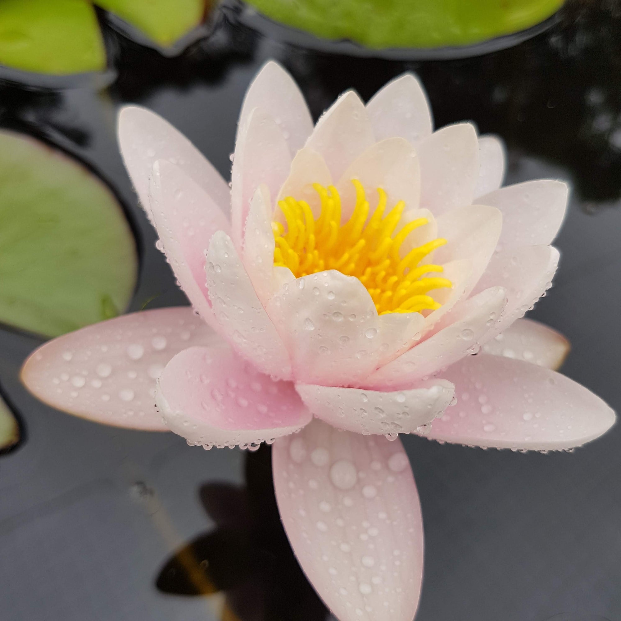 How to Grow & Care for Your Water Lilies - Tips for Success