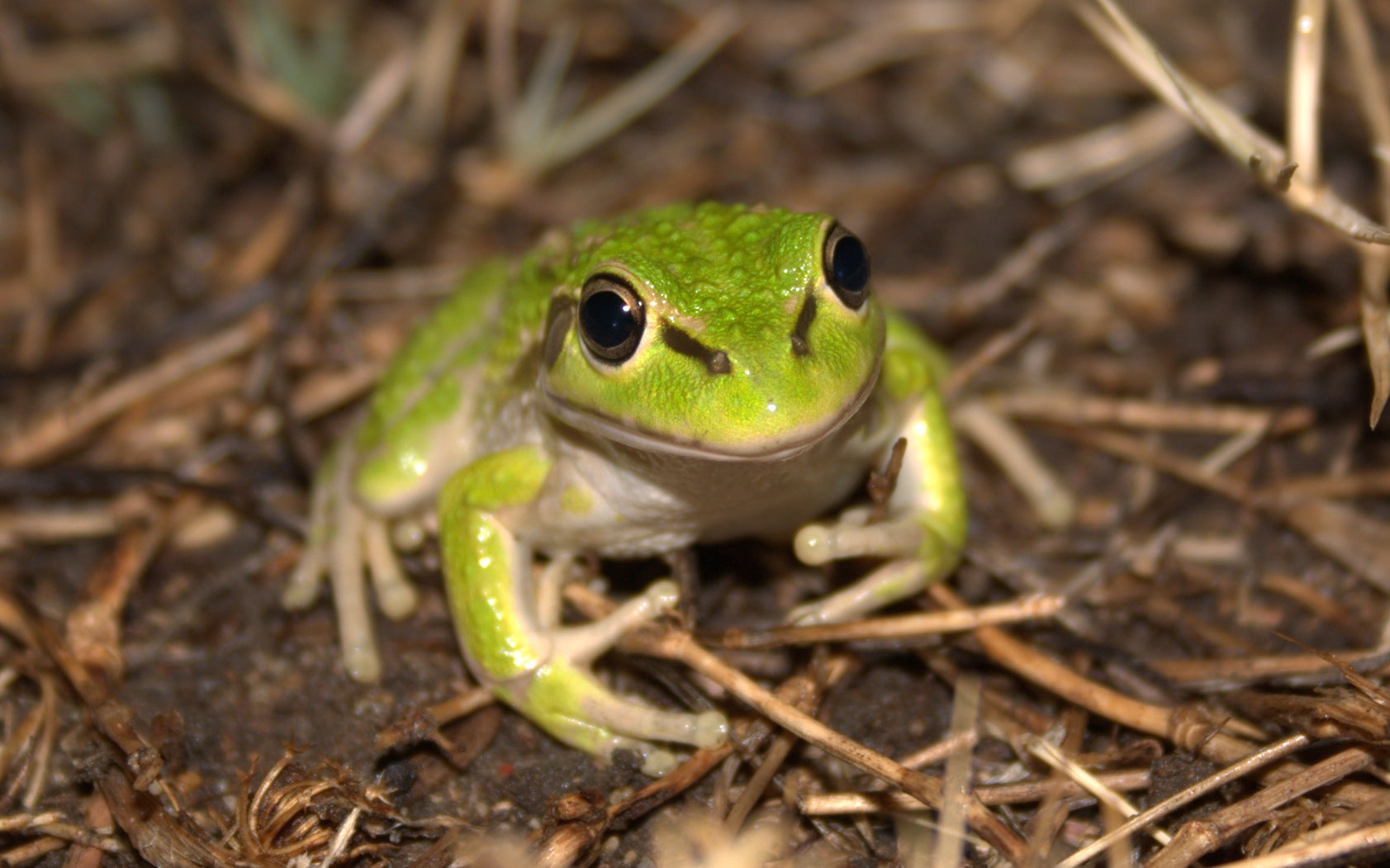 Frog Pond Kits