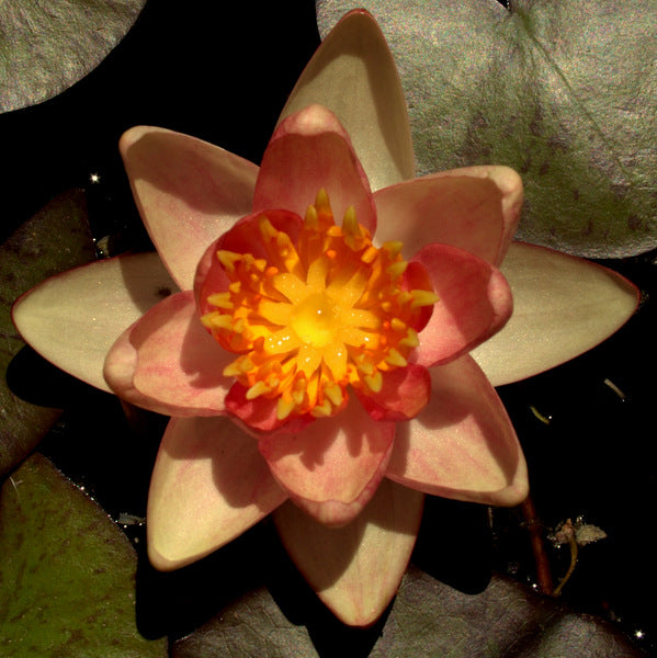 Small Growing Water Lilies Available In Store Only