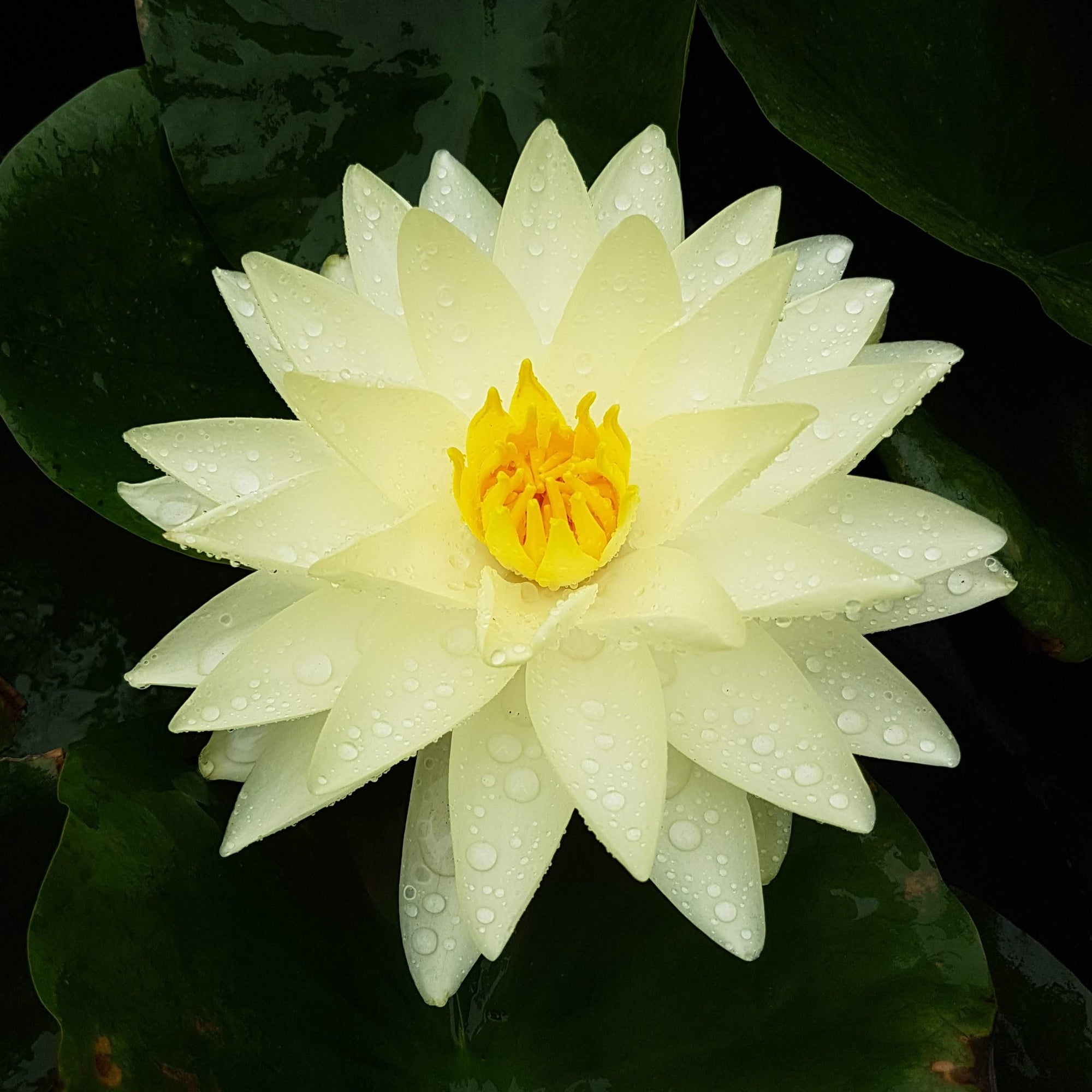 All Water Lilies Available In Store Only