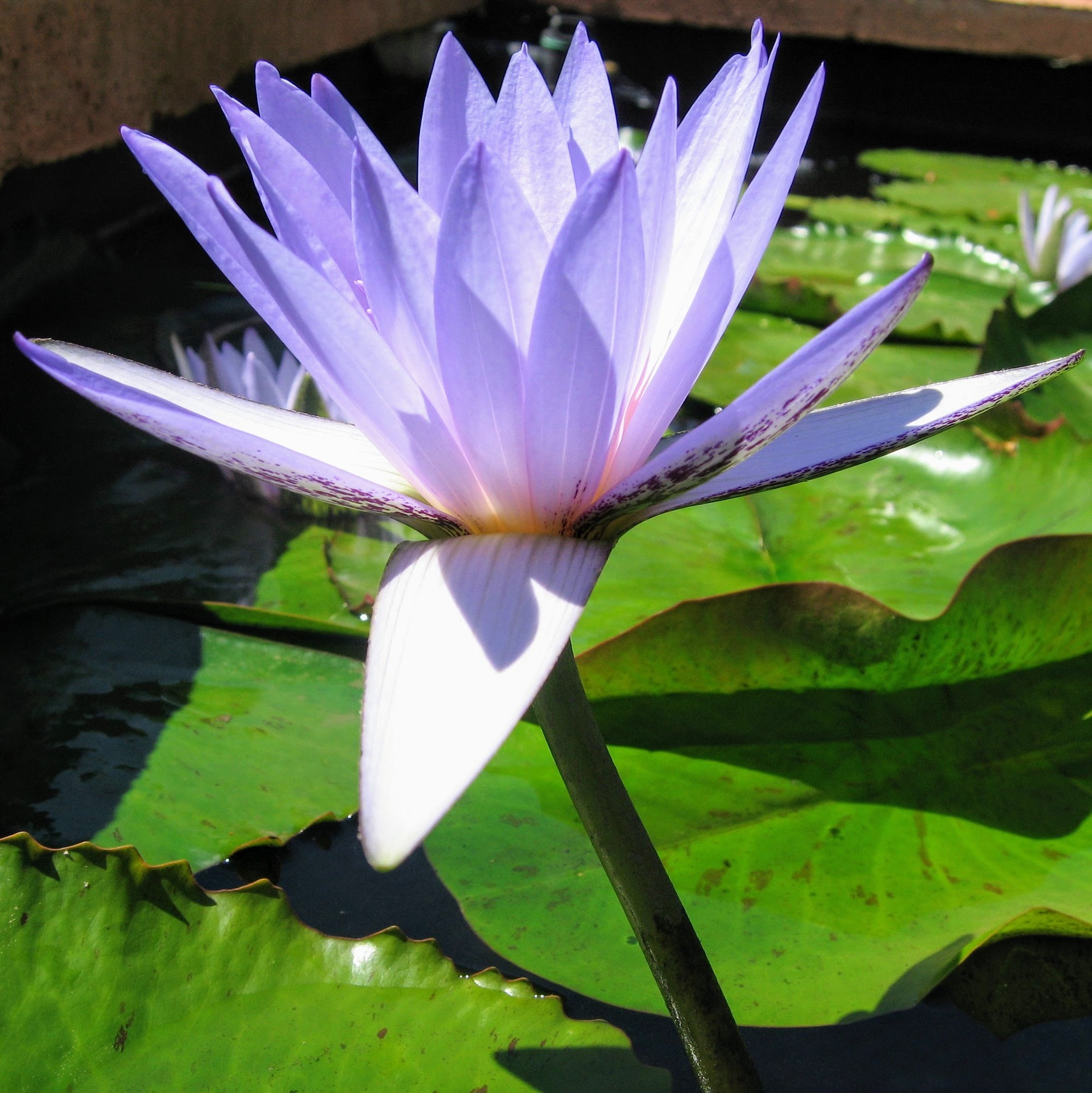 Tropical Water Lilies