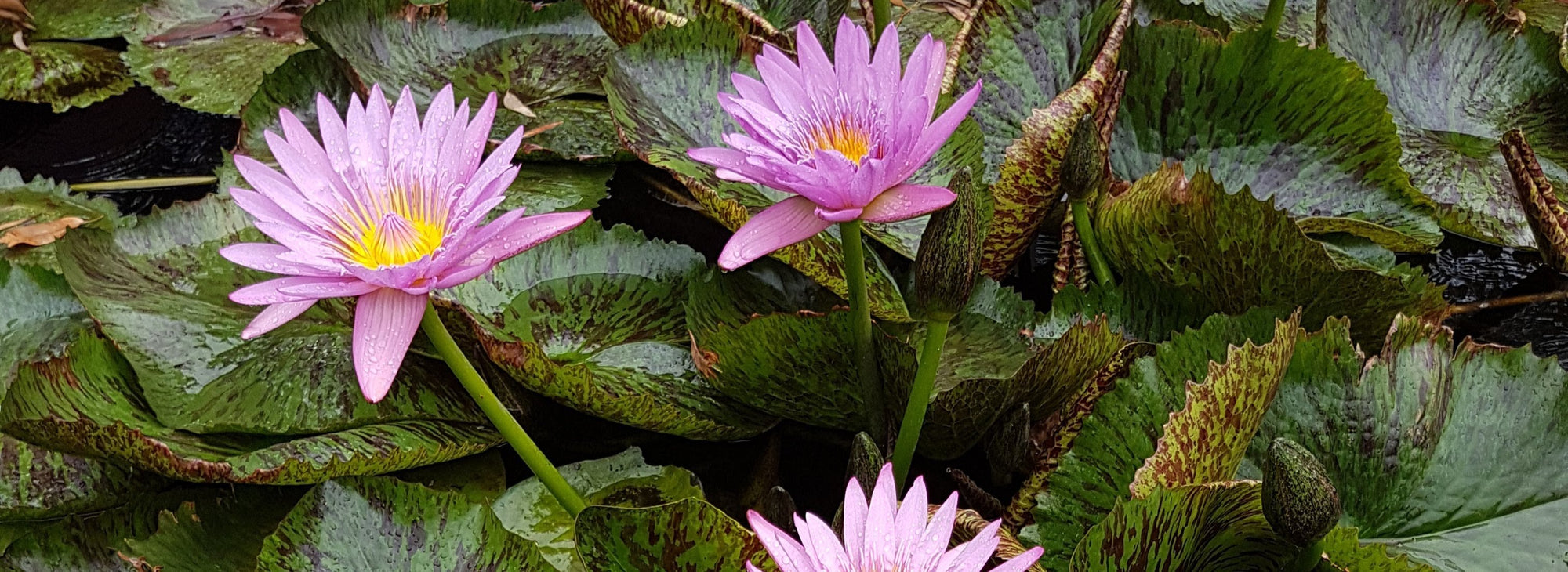 Pink Tropical Water Lily in Flower at the Lily Farm. 