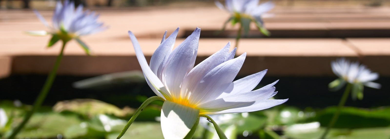 Water Lily Bare Rooted Bulk Packs