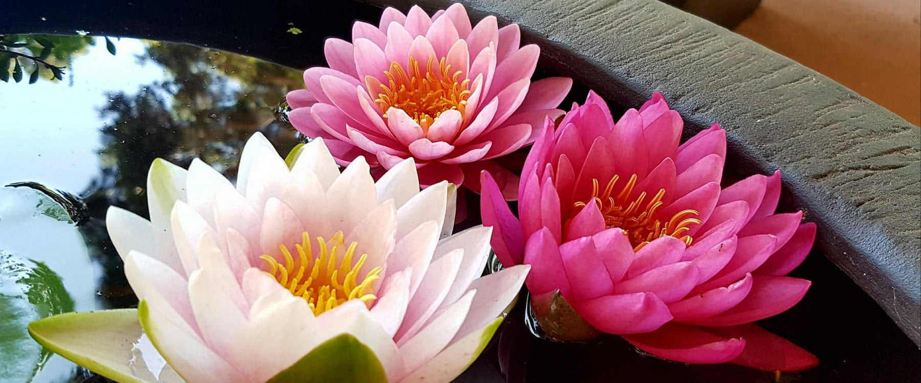 Water Lily (Lilies) In A Bowl