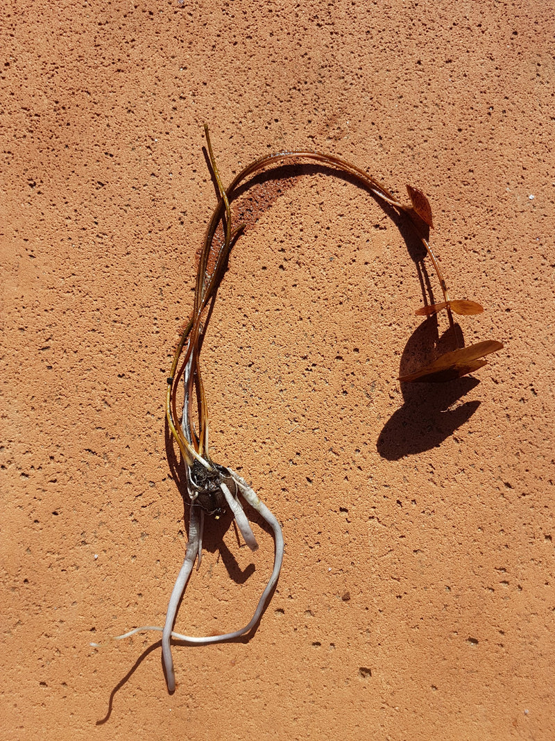 Blue Beauty Pennsylvania