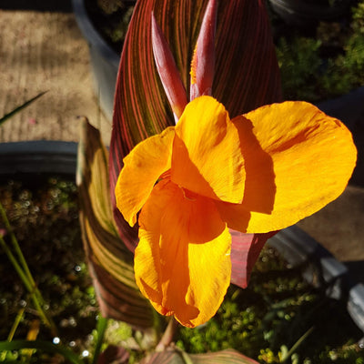 Water Canna Tropicana
