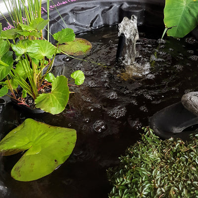 Windemere Frog Pond Kit