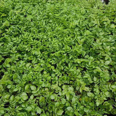 Watercress