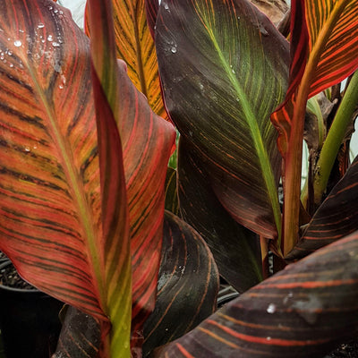 Water Canna Tropicana