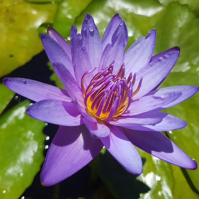 Director George T Moore