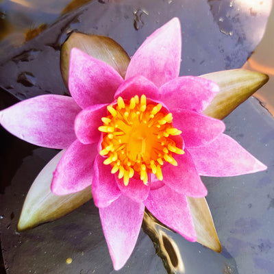 Laydekeri Lilacea "Pink Laydeker"