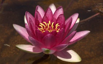 Charles de Meurville