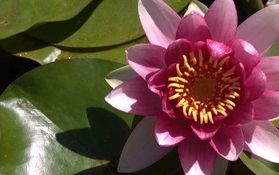 Charles de Meurville