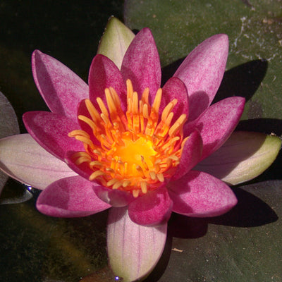 Laydekeri Lilacea "Pink Laydeker"