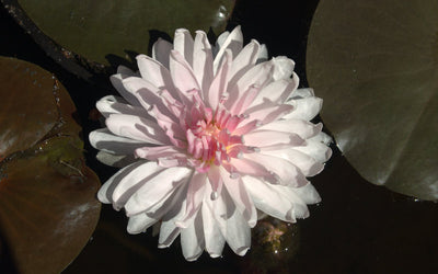 Gloire du Temple-sur-Lot