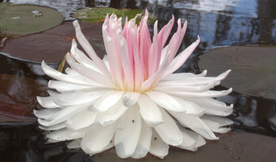 Gloire du Temple-sur-Lot