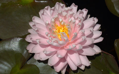 Gloire du Temple-sur-Lot