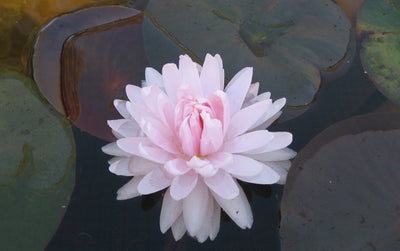 Gloire du Temple-sur-Lot