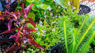 Windemere Frog Pond Kit