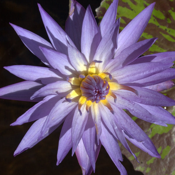 Blue Aster