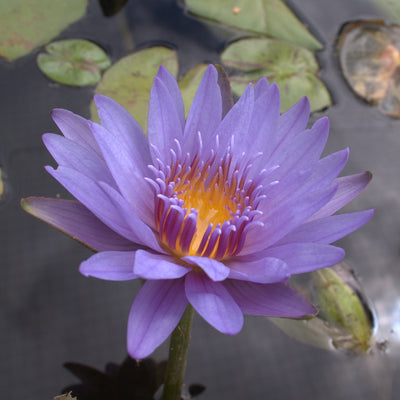 Blue Beauty Pennsylvania