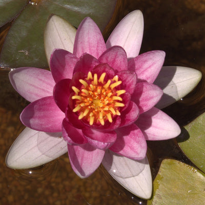 Charles de Meurville