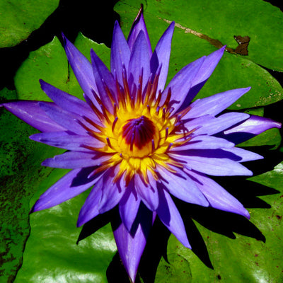 Director George T Moore