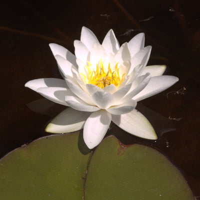 Gladstoniana "Gladstone"