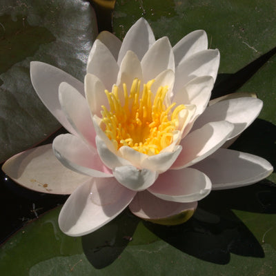 Marliacea Carnea "Morning Glory"