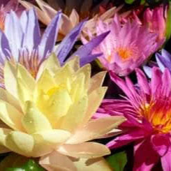 Water Lily Cut Flowers