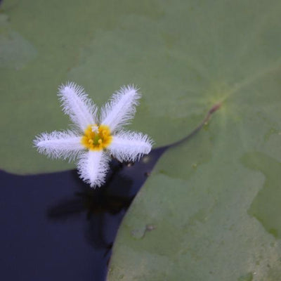 Windemere Frog Pond Kit