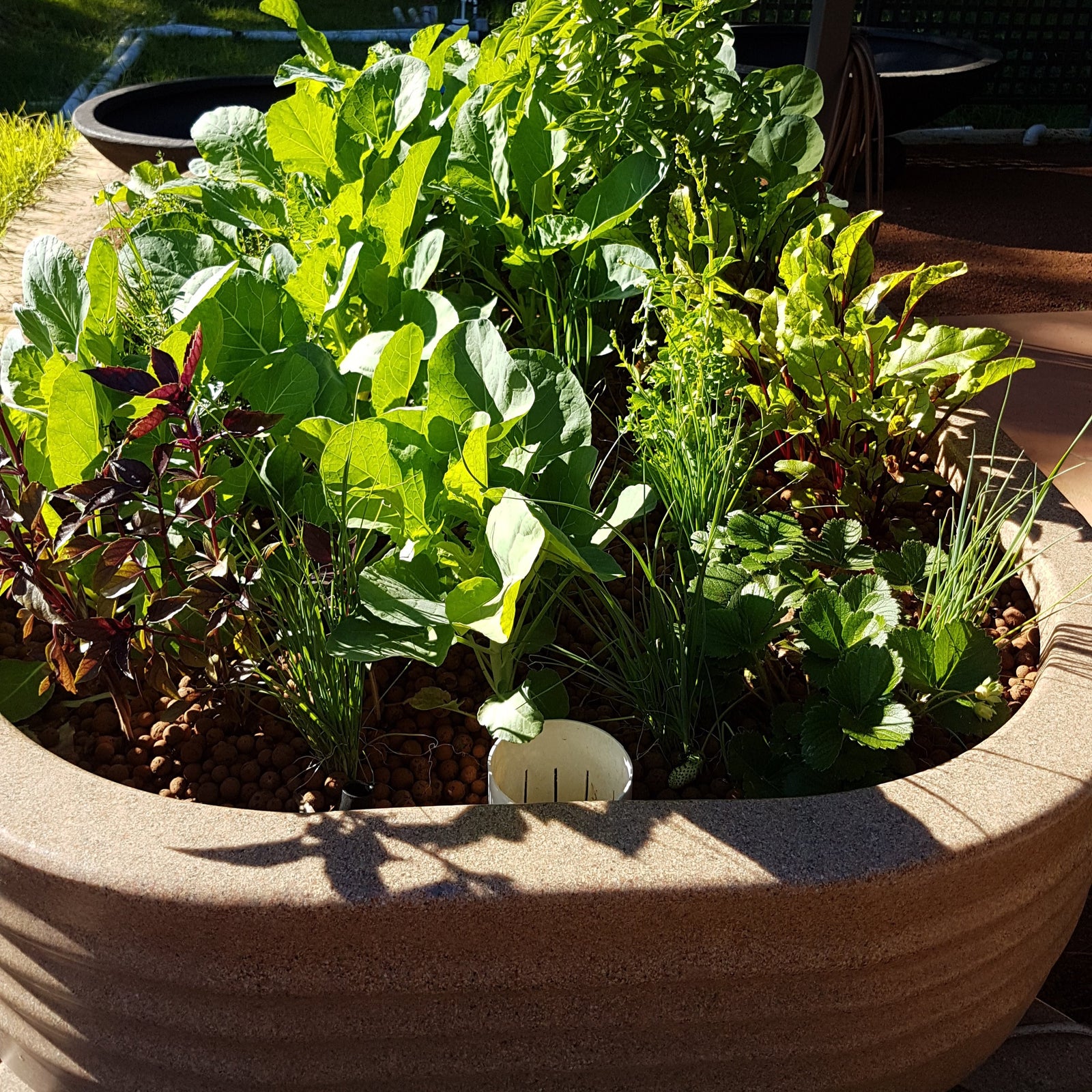 Aquaponics - Tips for Success