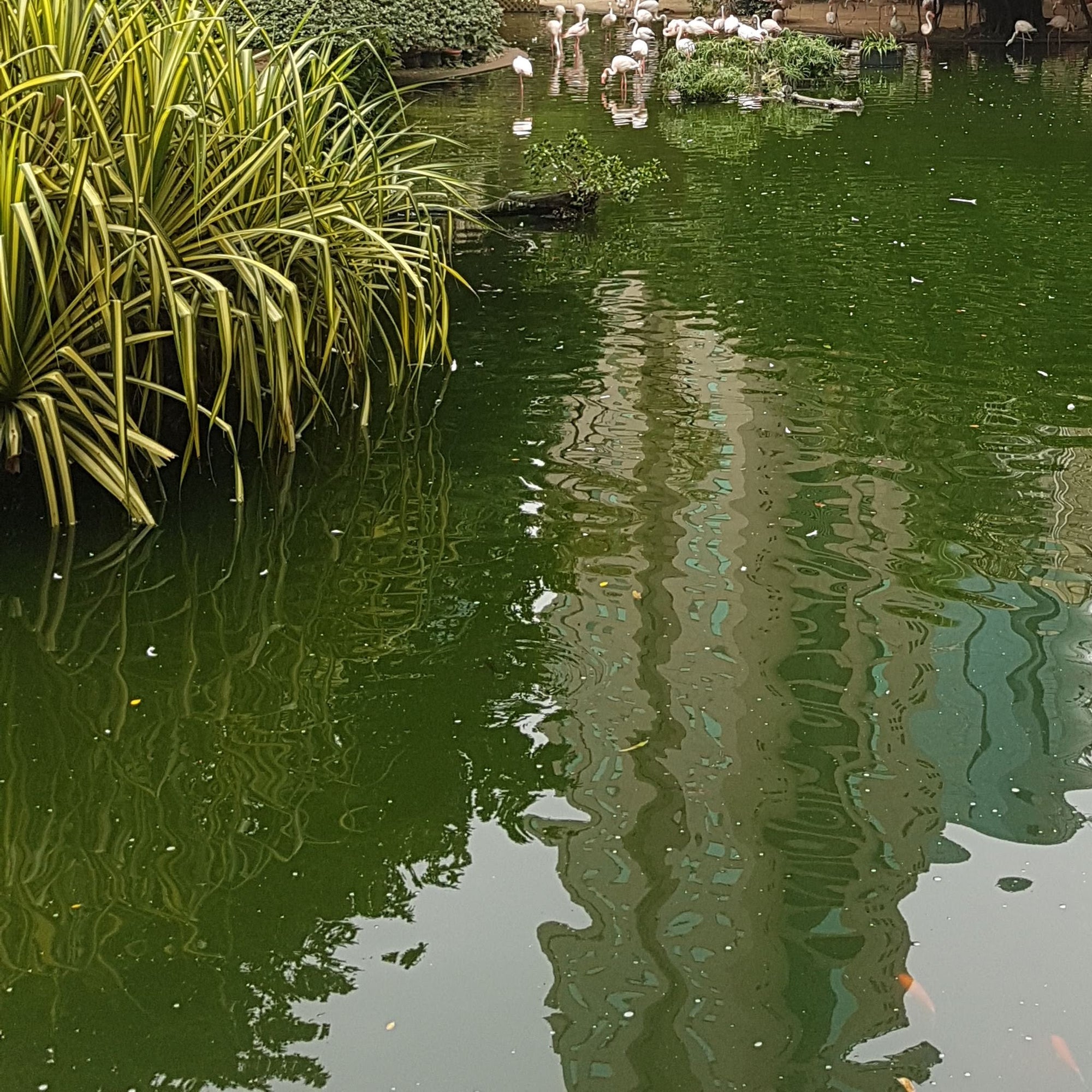 How to Reduce Algae In Your Pond