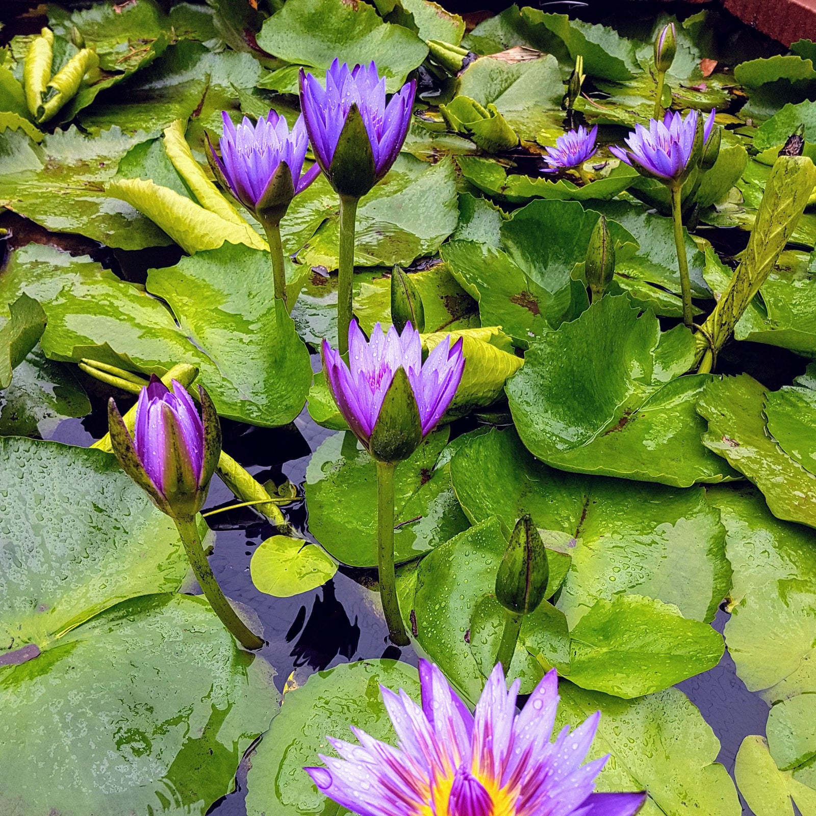 Water Lily Looking Sad? Don't Worry It's Winter