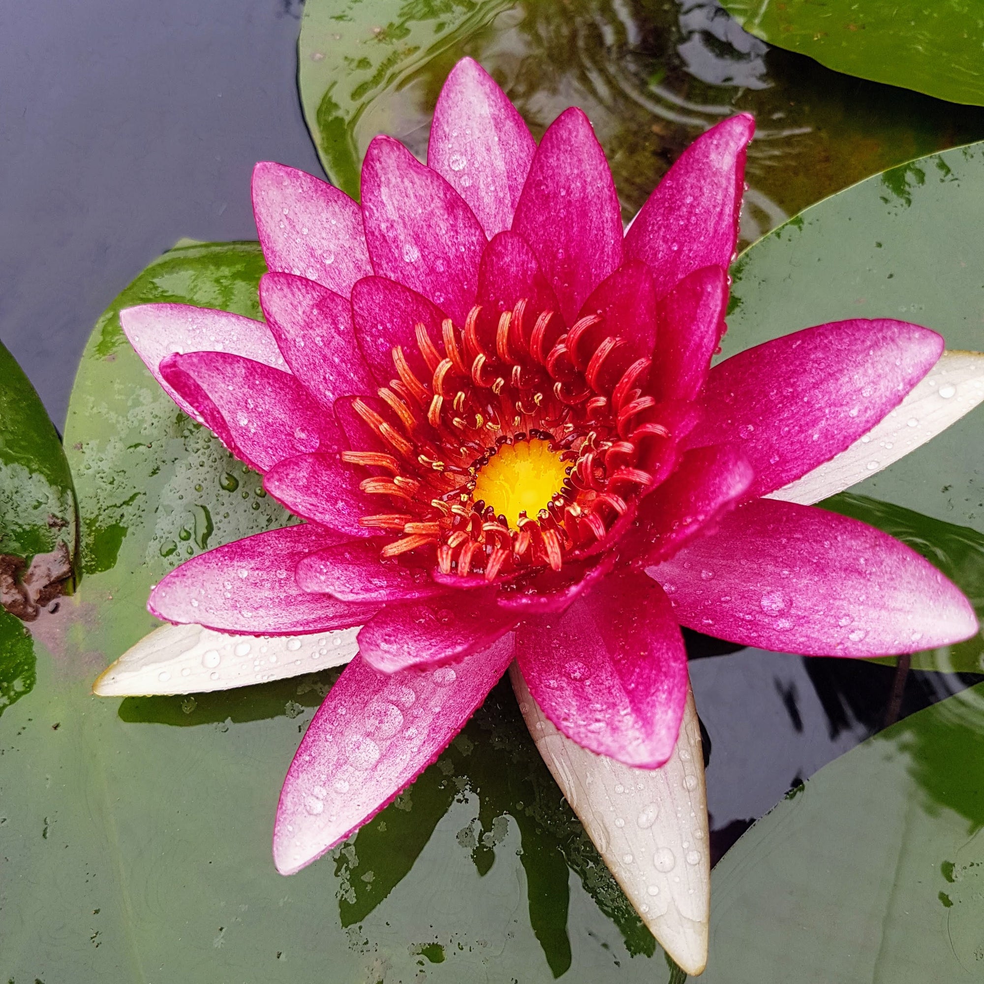 Time to Repot Hardy Water Lilies