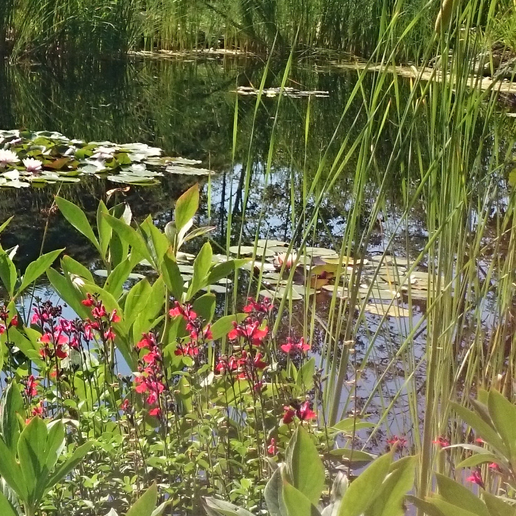 Transform Your Backyard: Create a Beautiful Pond After Removing Your Above  Ground Pool