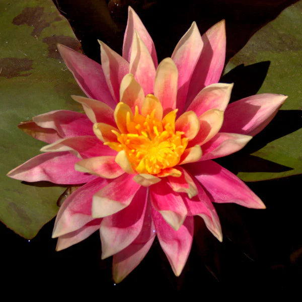 Colorado - The All Year Water Lily