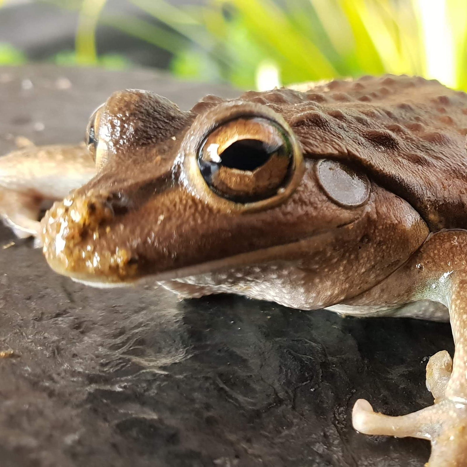 Why Winter is the Best Time to set up a Frog Pond