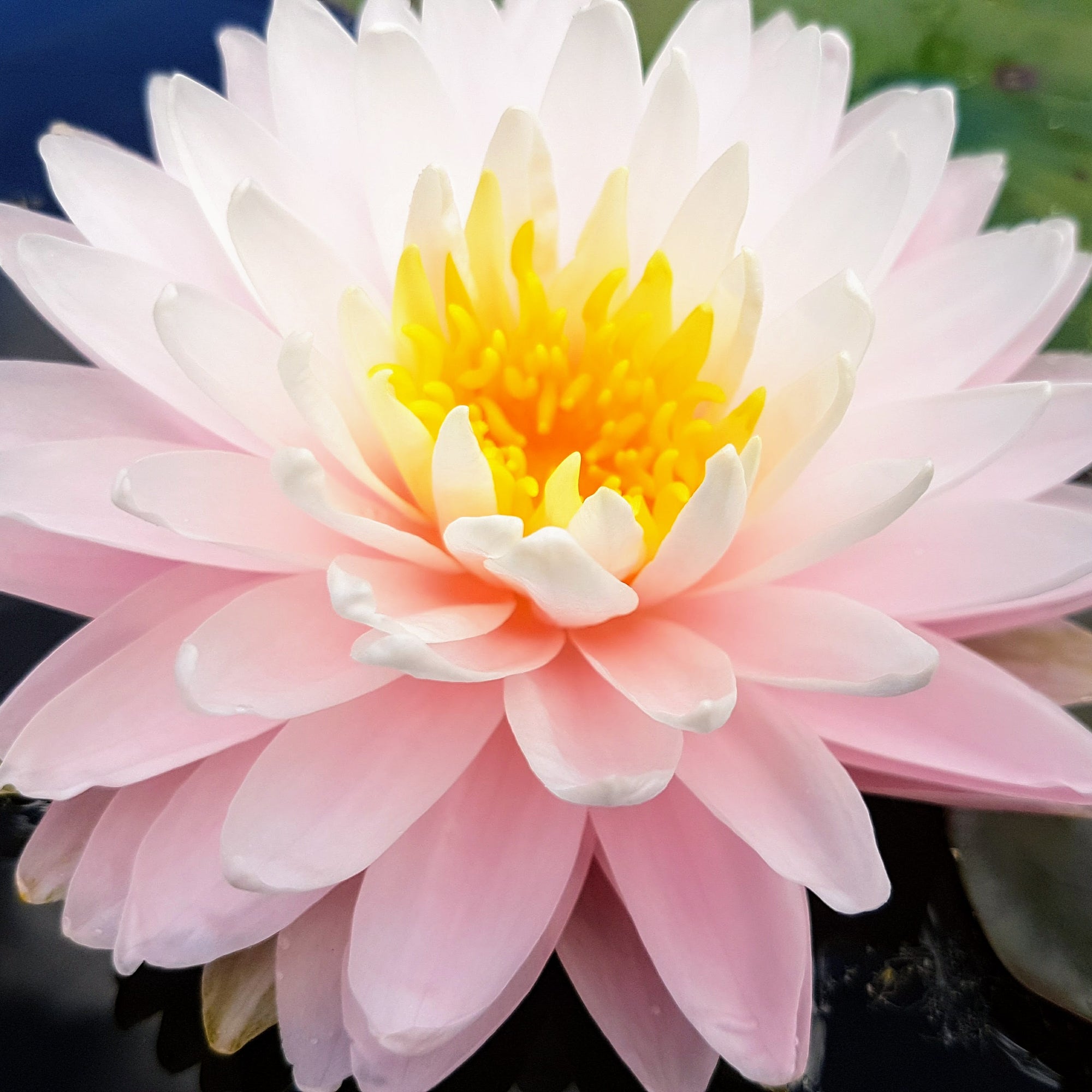Hardy Water Lilies Available In Store Only