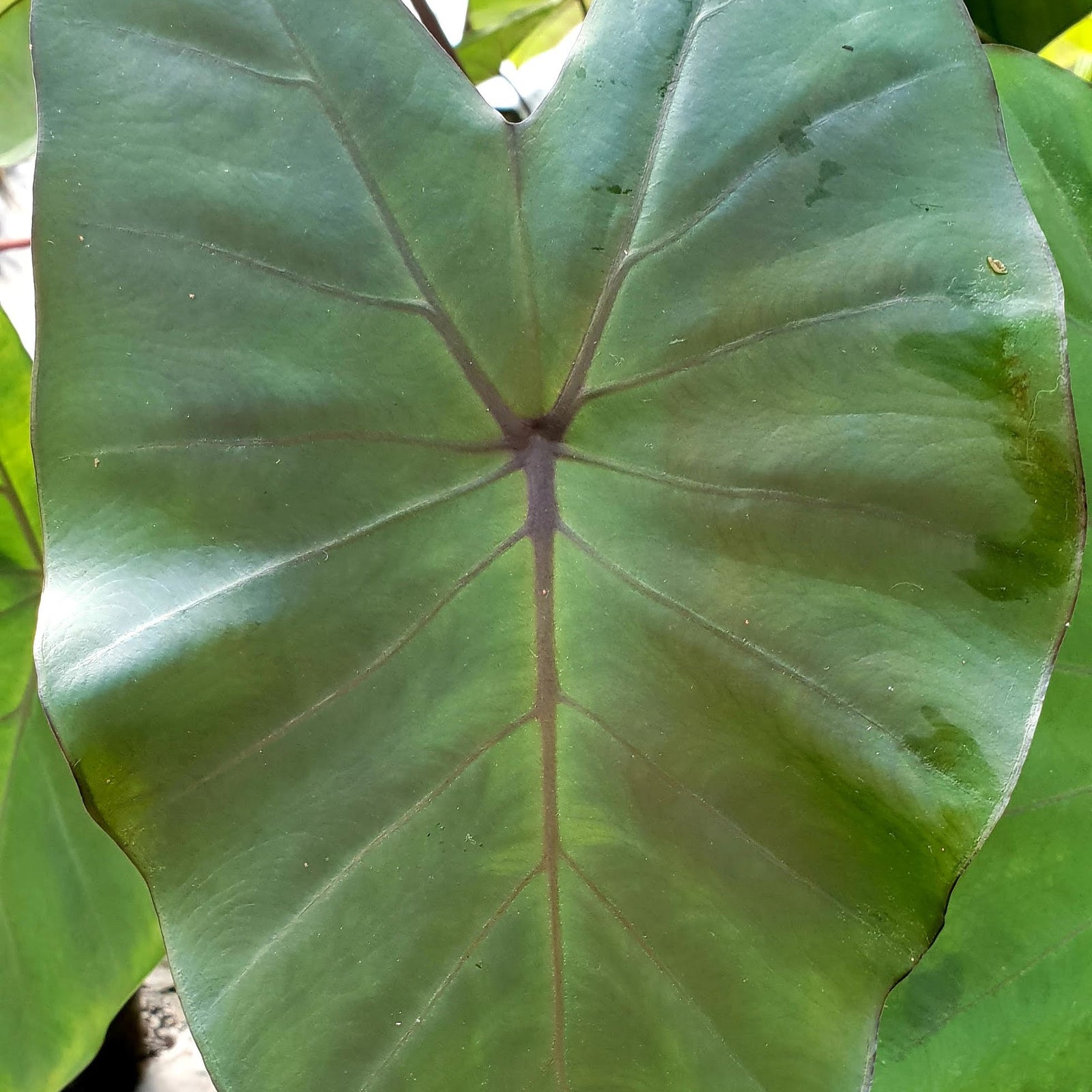 Shade Tolerant Water Plants Available In Store Only