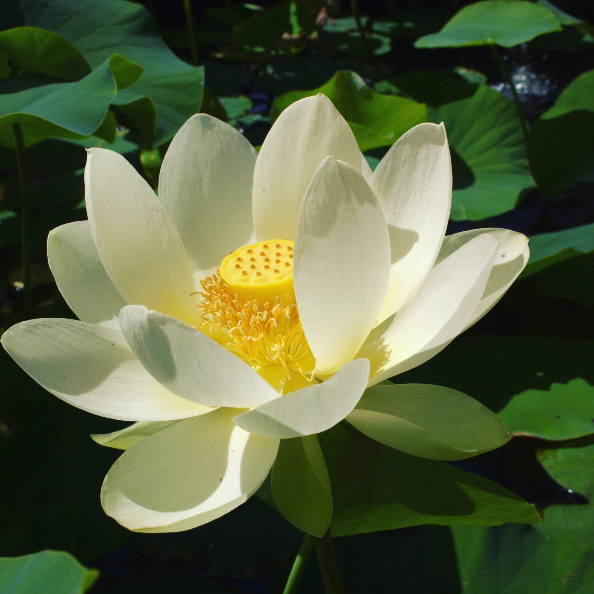 Sacred Lotus - Nelumbo - Available In Store Only with Limited Season