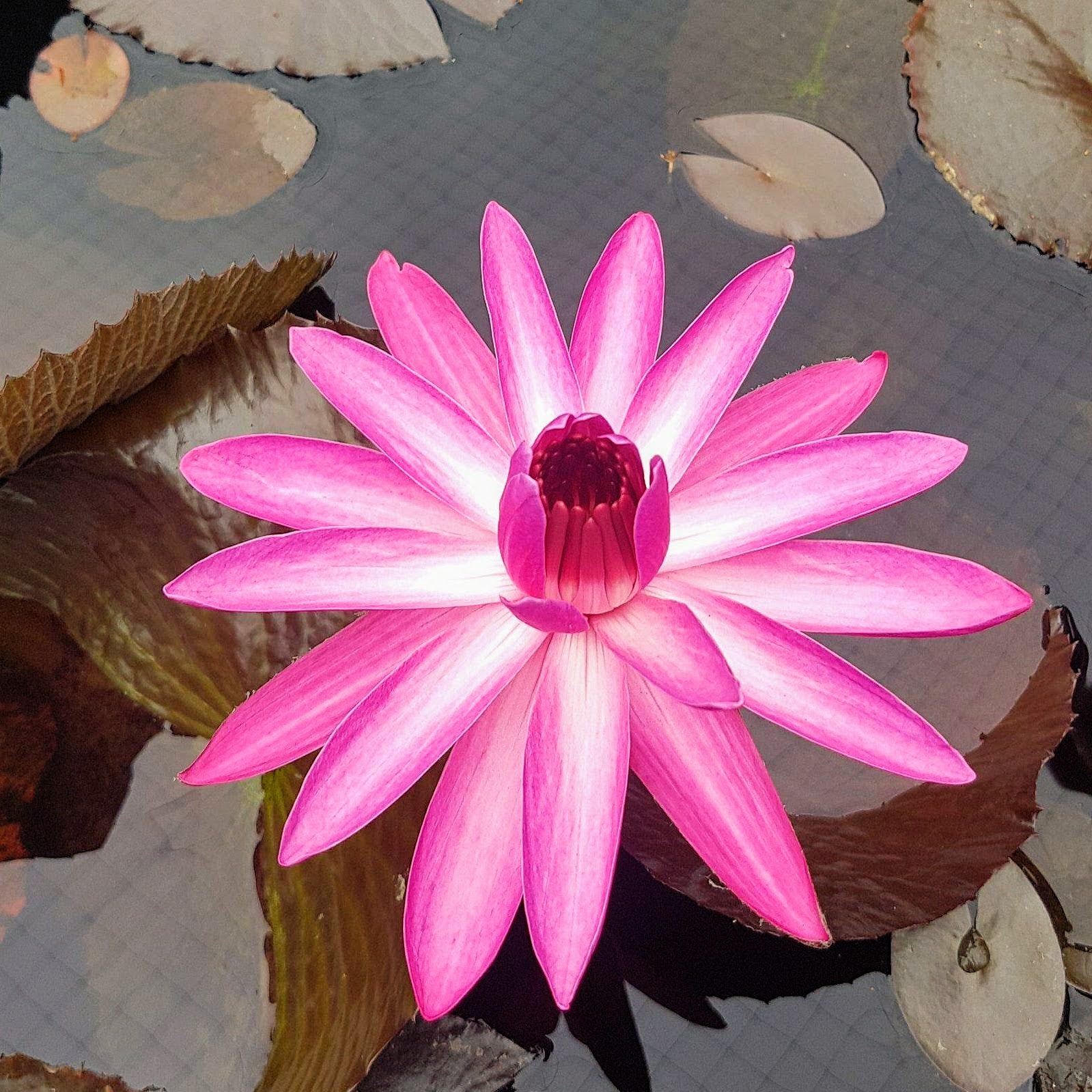 Night Flowering Water Lilies Available In Store Only