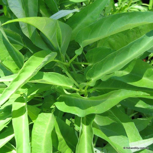 Edible Pond Water Plants Perth, Sydney, Melbourne, Brisbane Adelaide The Lily Farm