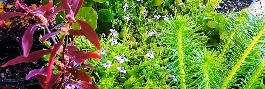 Water Plants Available In Store Only