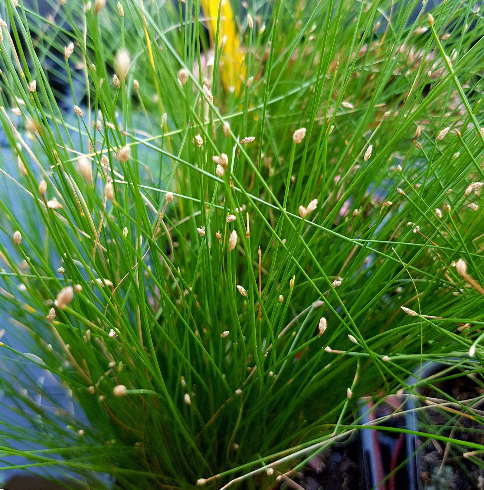 Marginal Pond Plants Available In Store Only