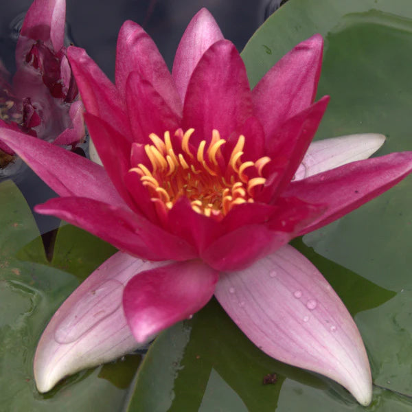 Escarboucle - Bare Rooted Bulk Pack