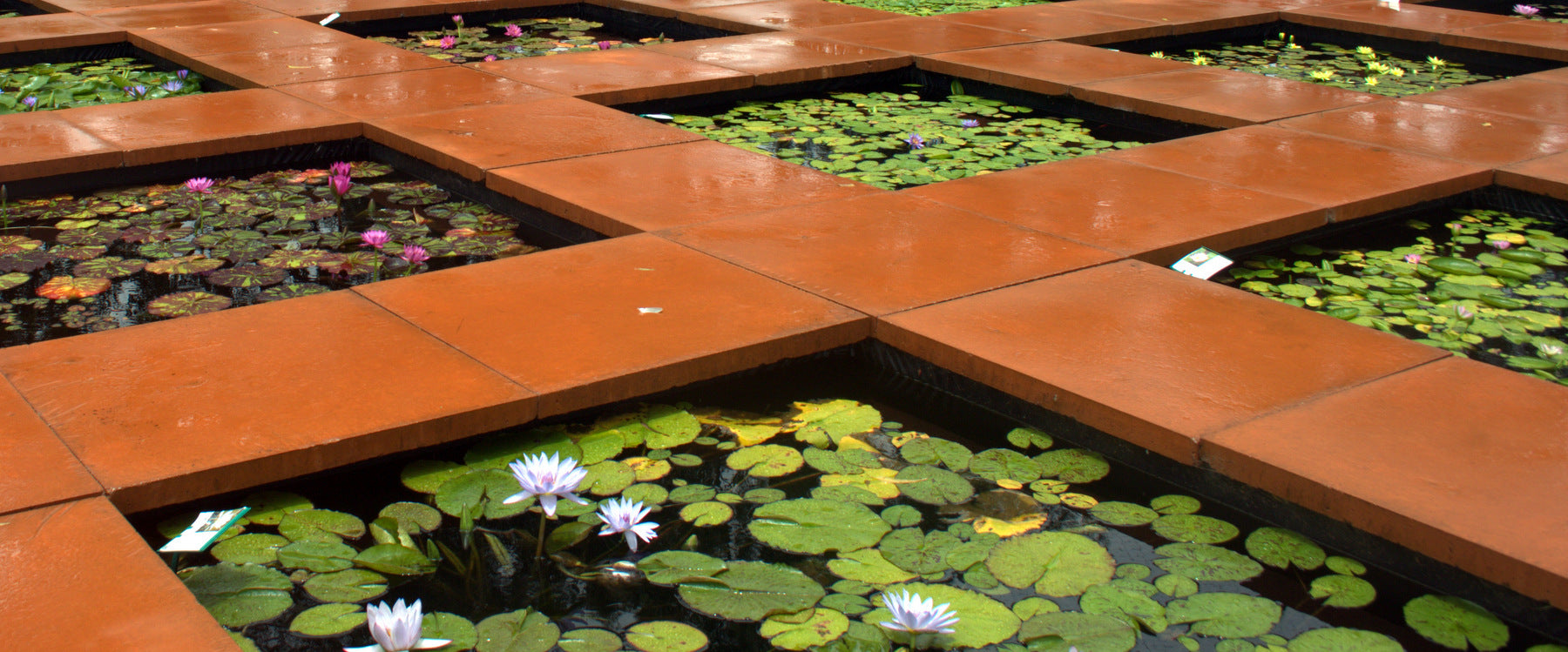 Water Lily Ponds on display at The Lily Farm