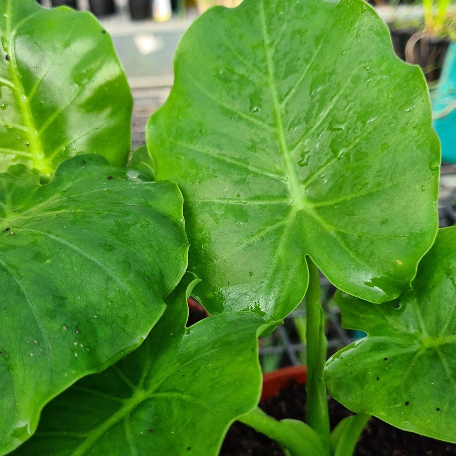 Dwarf Elephant Ear