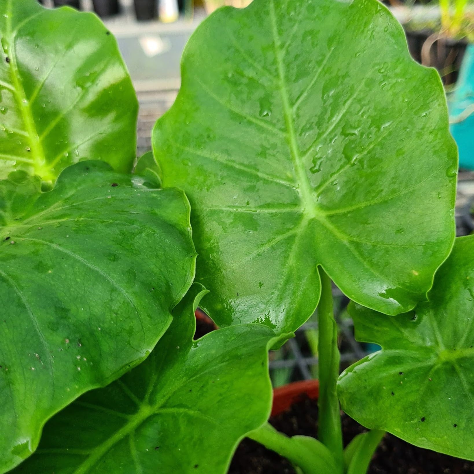 elephant ear plant types australia Dwarf Elephant Ear - Pond Plant