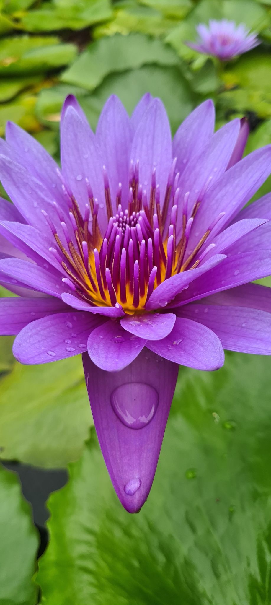 george lily flower Director George T Moore - Tropical Water Lily